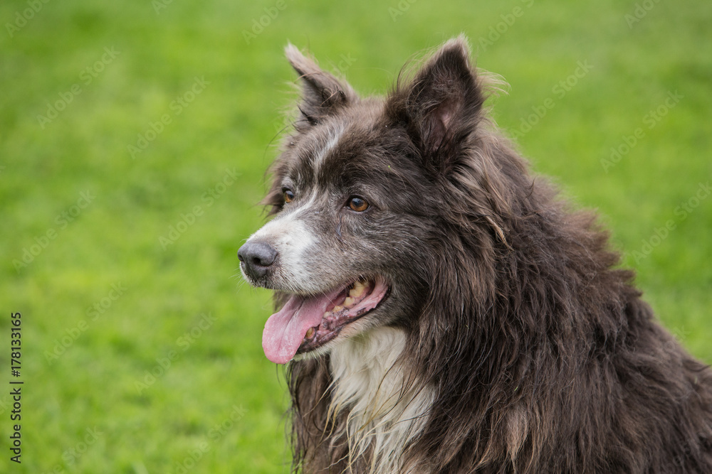 Fototapeta premium border collie