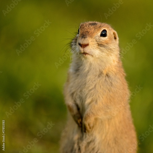 Ground squirrel (Spermophilus pygmaeus) standing in the grass © Tatiana