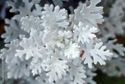 Dusty miller plant background. Cineraria texture. Silver dust in the garden. Selective focus