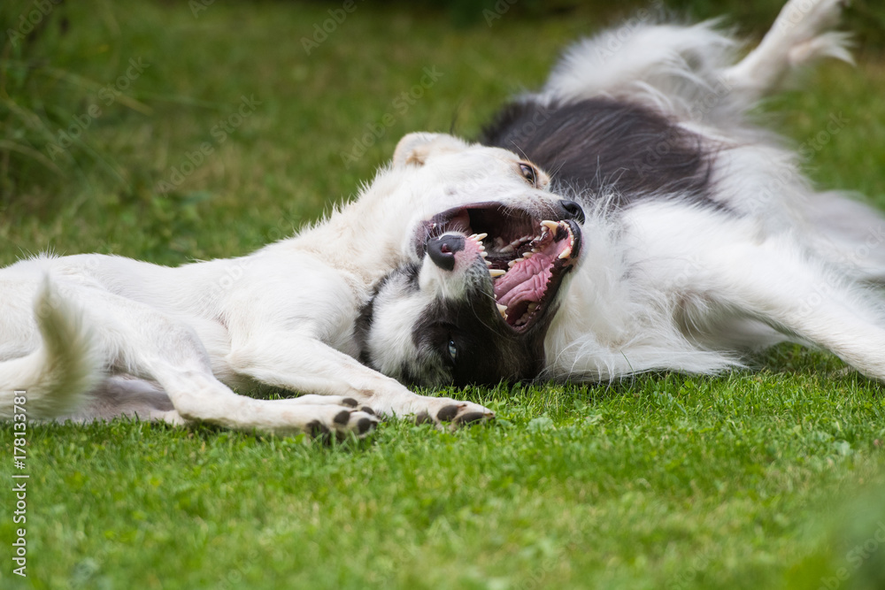 Spielende Hunde Spielende Hunde