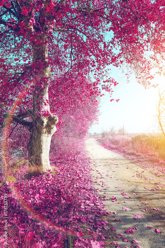 Photography Tree autumn landscape.Surreal landscape and tree on the road