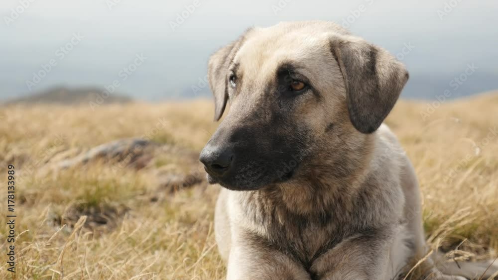 Domestic shepherd dog resting in the field close-up - Smart look of Canis lupus familiaris Domestic shepherd dog resting in the field close-up - Smart look of Canis lupus familiaris