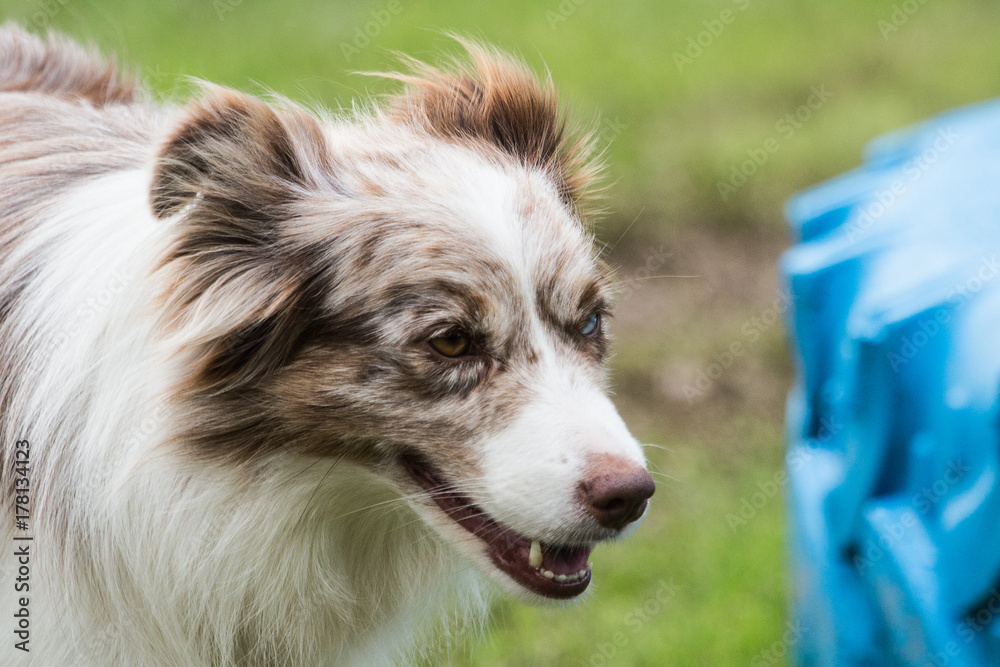 Fototapeta premium border colli