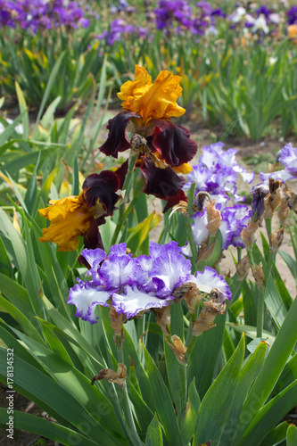 Fototapeta Naklejka Na Ścianę i Meble -  Iris Flower