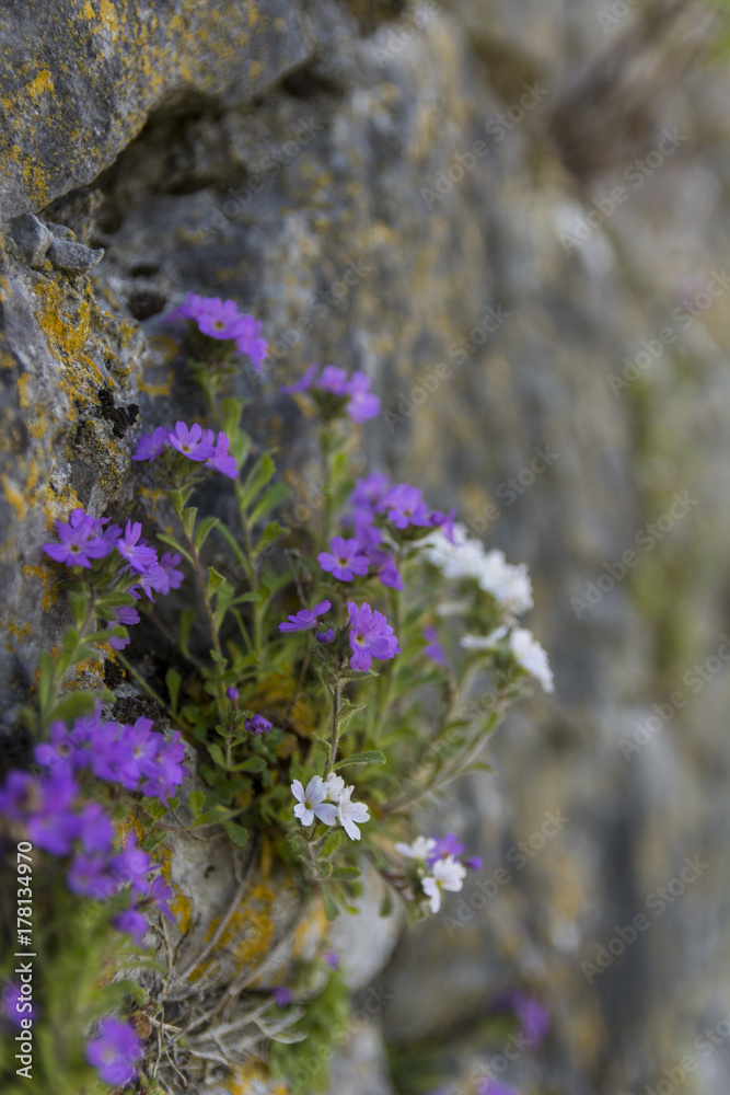 FLOWER ON WALL