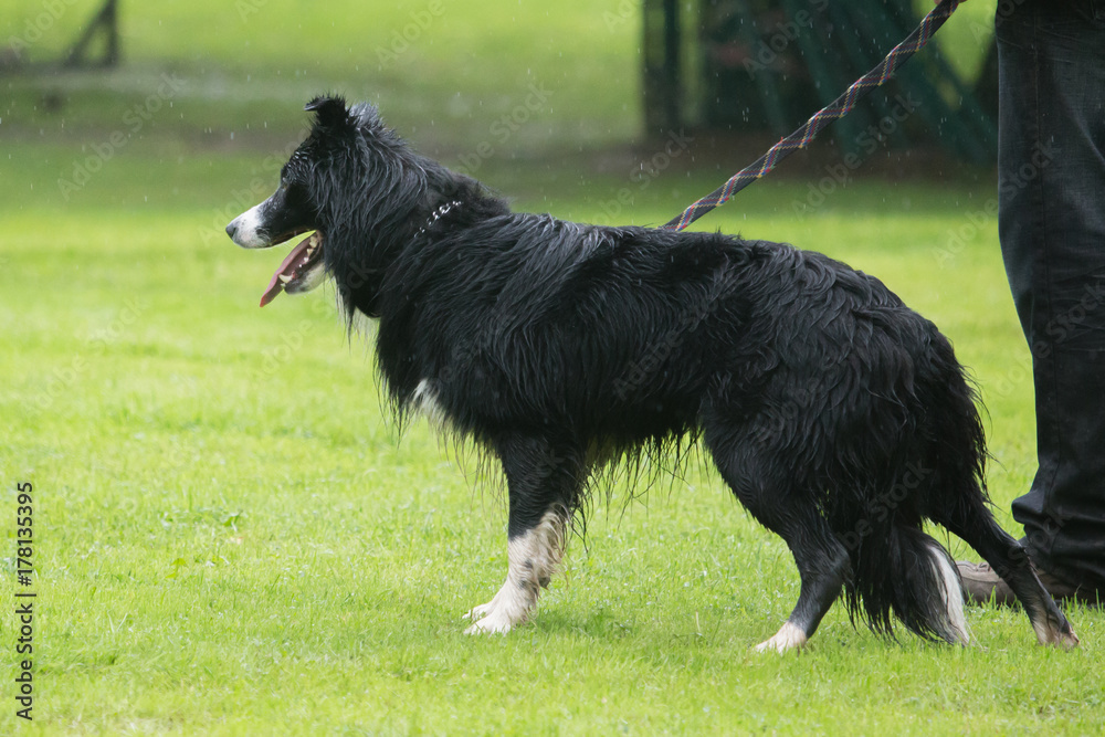 border collie border collie