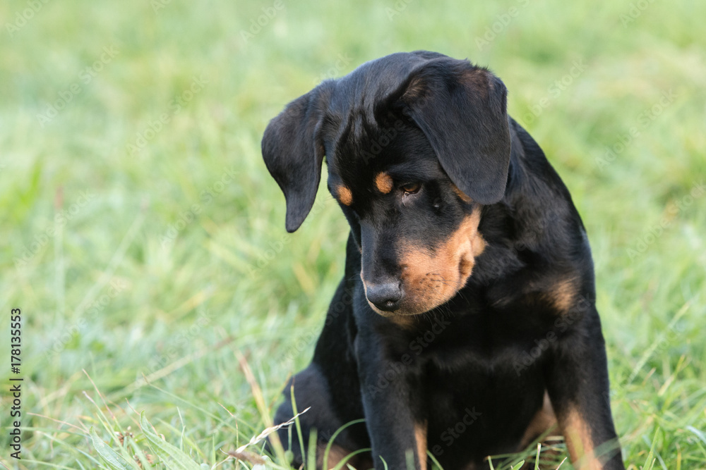 beauceron beauceron