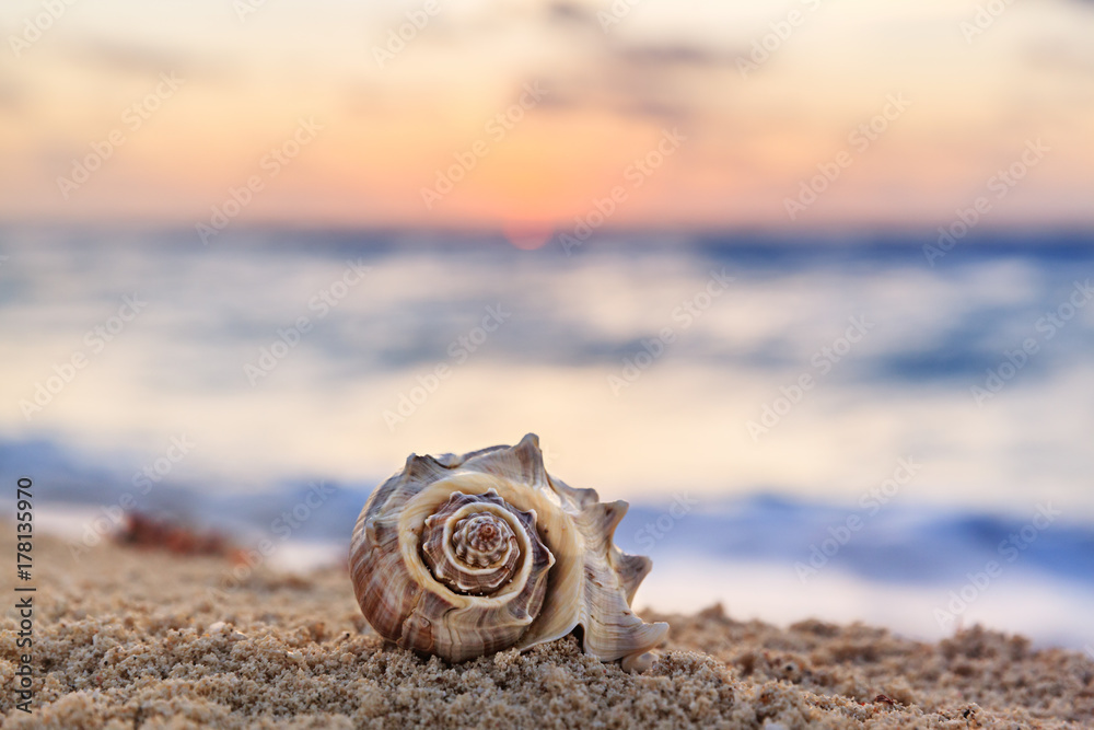 Closeup of Spiral Shell on a Tropical Sandy Beach with Sunrise over Ocean  as a background in Mexico Stock Photo
