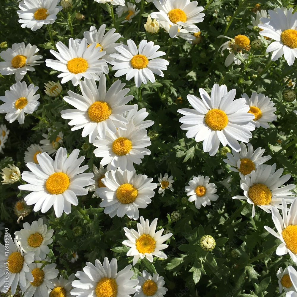 Obraz premium Daisy field