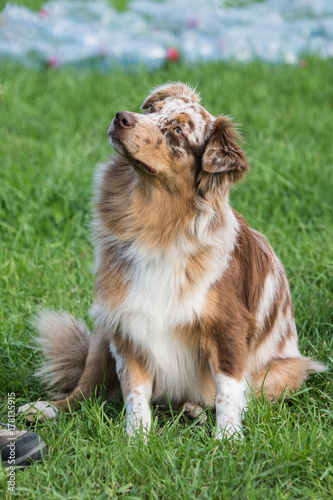 border collie