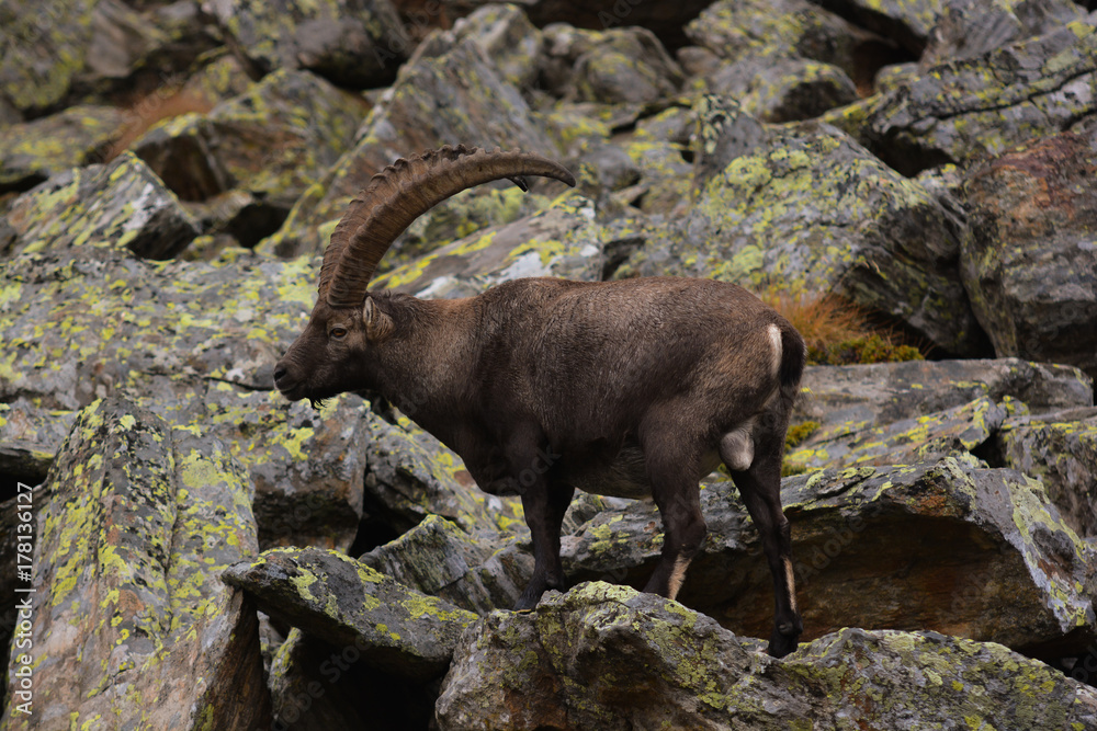 stambecco delle Alpi (Capra ibex) - ritratto stambecco delle Alpi (Capra ibex) - ritratto