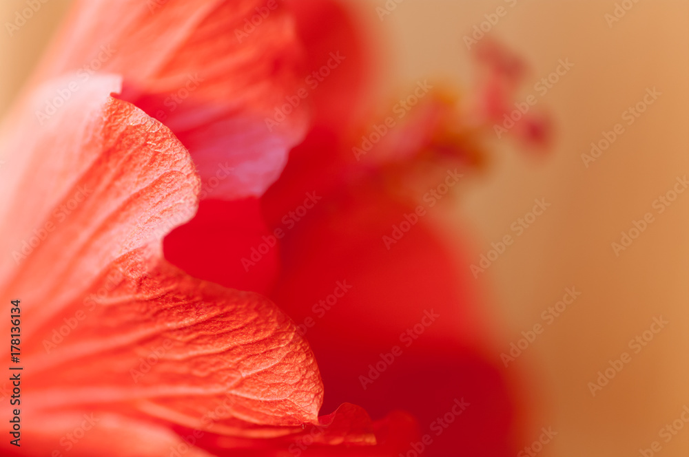 Obraz premium closeup of hibiscus red background