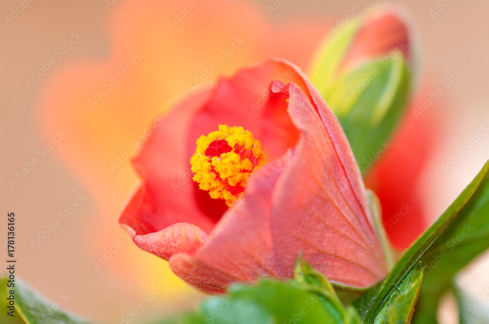Bud half-open flower hibiscus red, background Bud half-open flower hibiscus red, background