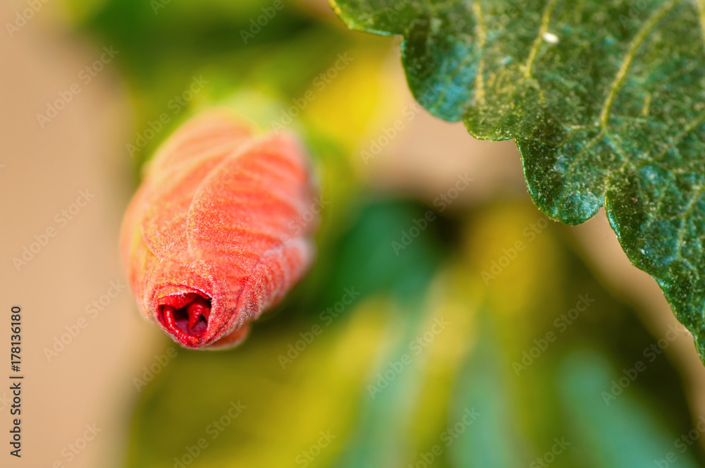 Fototapeta premium closed bud hibiscus red, front view, macro, background