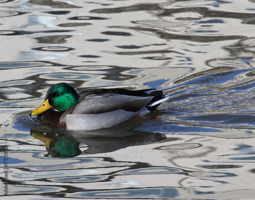 Another Mallard