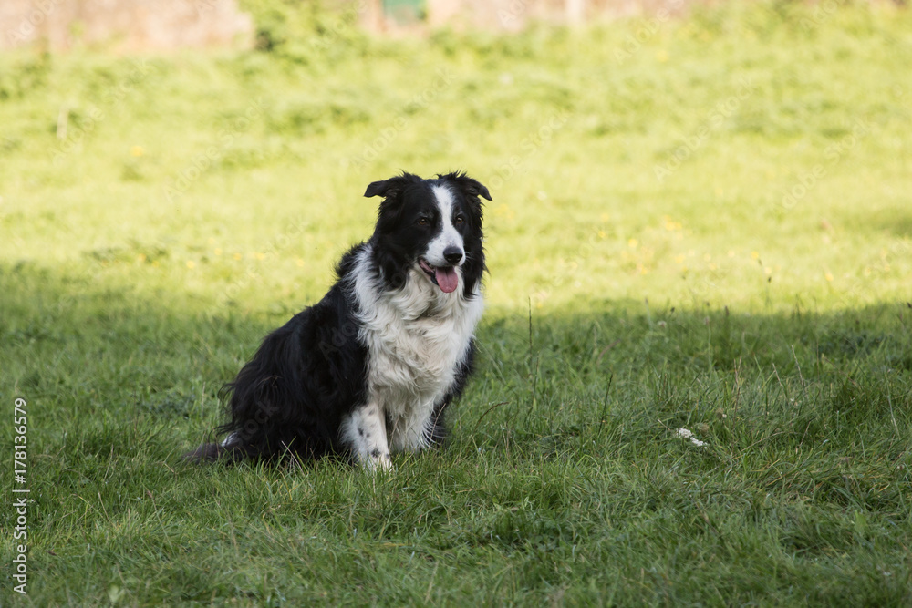border collie border collie