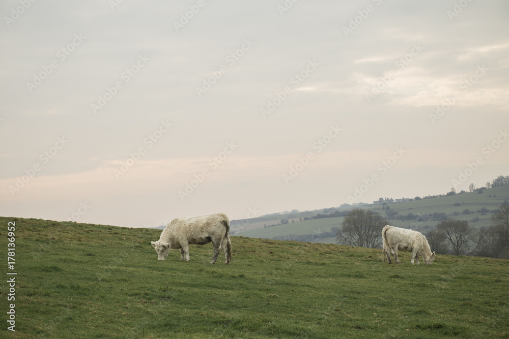 Cows grazing on a field. Normandy, France. Breed of large beef cattle. Cloudy morning in a countryside Cows grazing on a field. Normandy, France. Breed of large beef cattle. Cloudy morning in a countryside