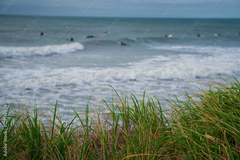 View of surfers riding big ocean waves in the background of sand dune grass along the beach shore. Depth of field blur