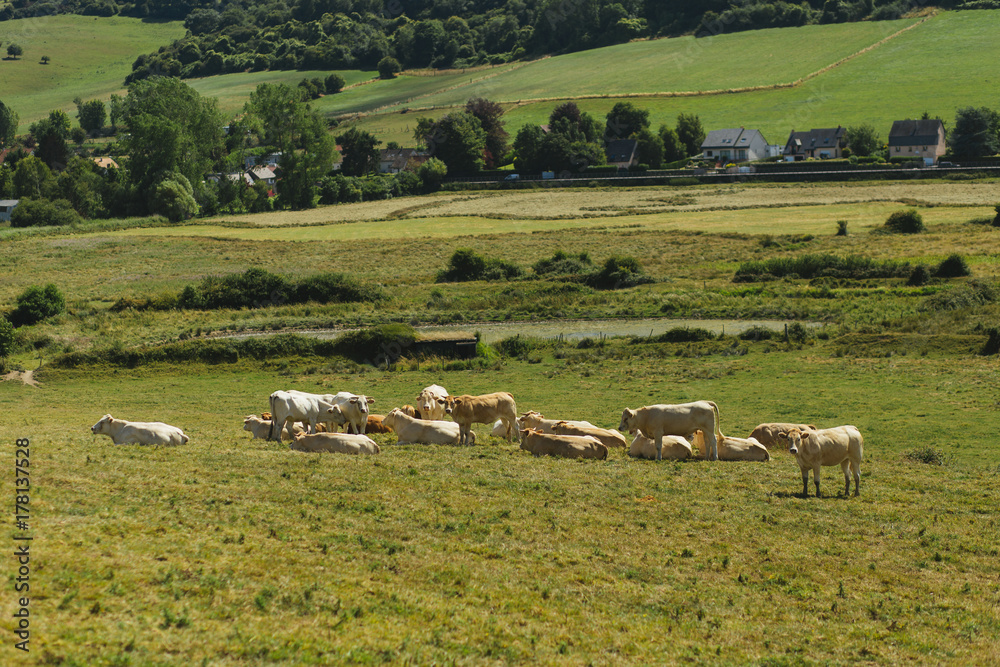 Cows grazing on grassy field on a bright sunny day. Normandy, France. Cattle breeding and industrial agriculture concept. Summer countryside landscape and pastureland for domesticated livestock. Cows grazing on grassy field on a bright sunny day. Normandy, France. Cattle breeding and industrial agriculture concept. Summer countryside landscape and pastureland for domesticated livestock.