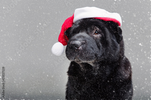 Fototapeta Naklejka Na Ścianę i Meble -  black shar pei in xmas hat