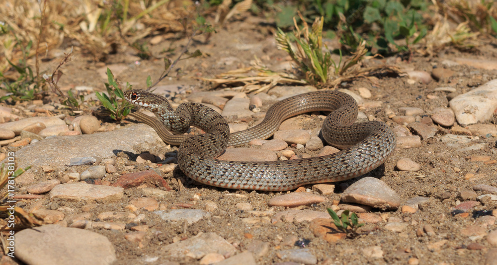 Obraz premium Snake (Dolichophis caspius)