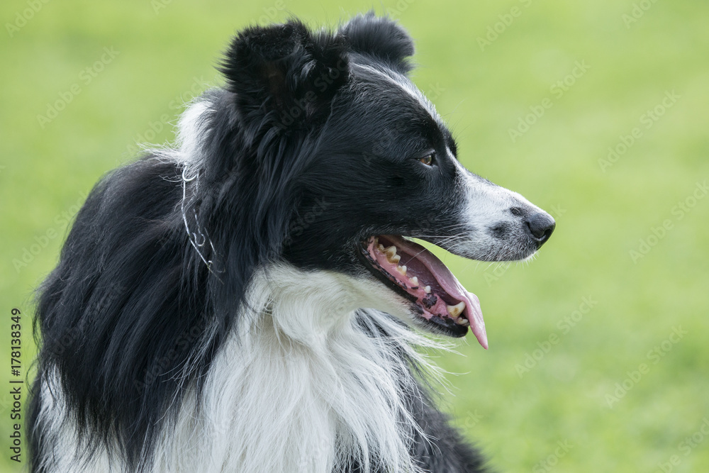 border collie