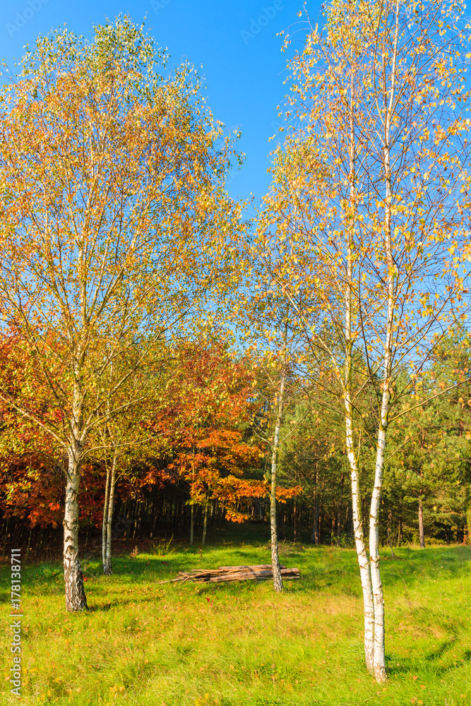 Birch trees with yellow color leaves on green meadow in autumn season, Poland
