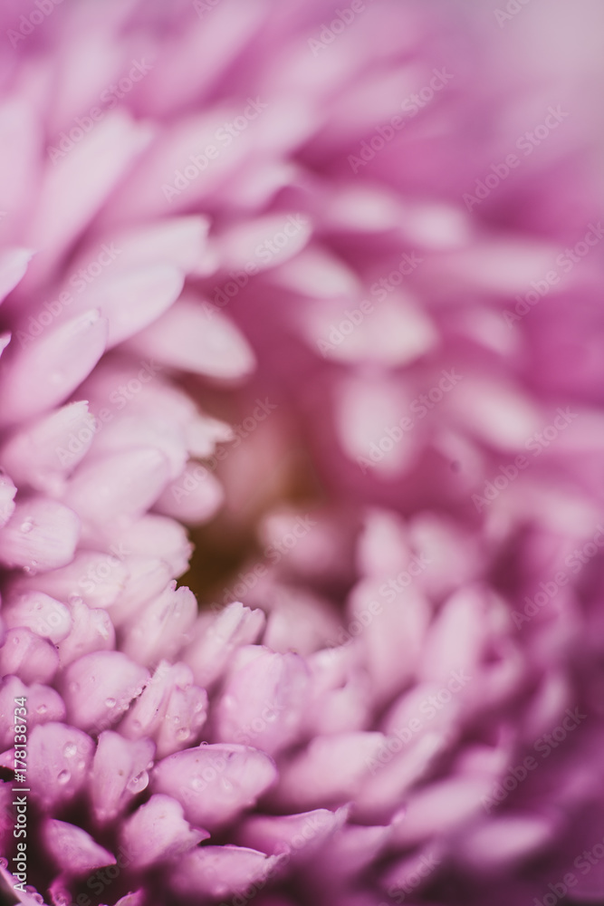 Beautiful detail of a pink flower with dew drops.