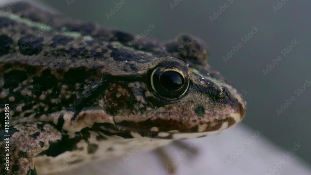 Frog is on the waterfront of the lake in the evening. Bufo bufo - close up. Frog is on the waterfront of the lake in the evening. Bufo bufo - close up.
