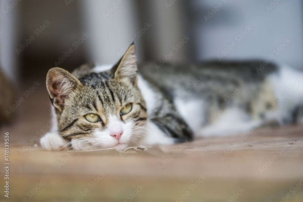 cat portrait background