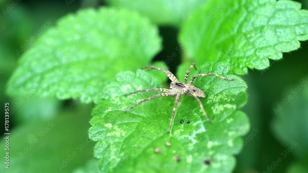 Nursery Web Spider Sitting On Green Leaf In Garden Nursery Web Spider Sitting On Green Leaf In Garden
