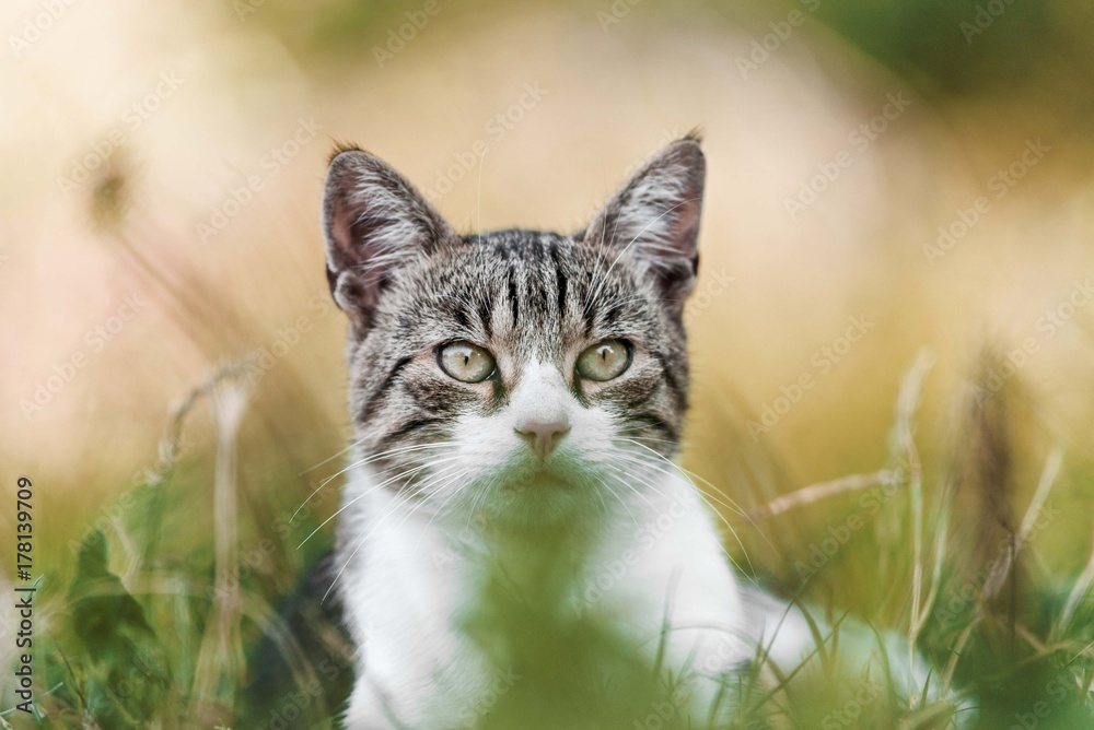 cat portrait background