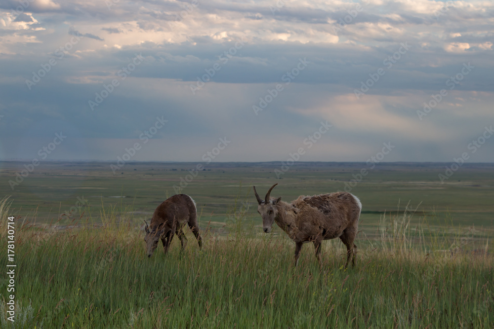 Bighorn sheep herd grazing in tall grass