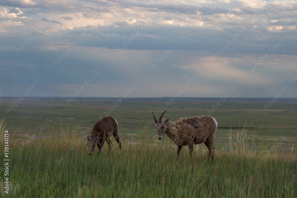 Bighorn sheep herd grazing in tall grass Bighorn sheep herd grazing in tall grass
