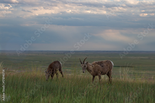 Bighorn sheep herd grazing in tall grass