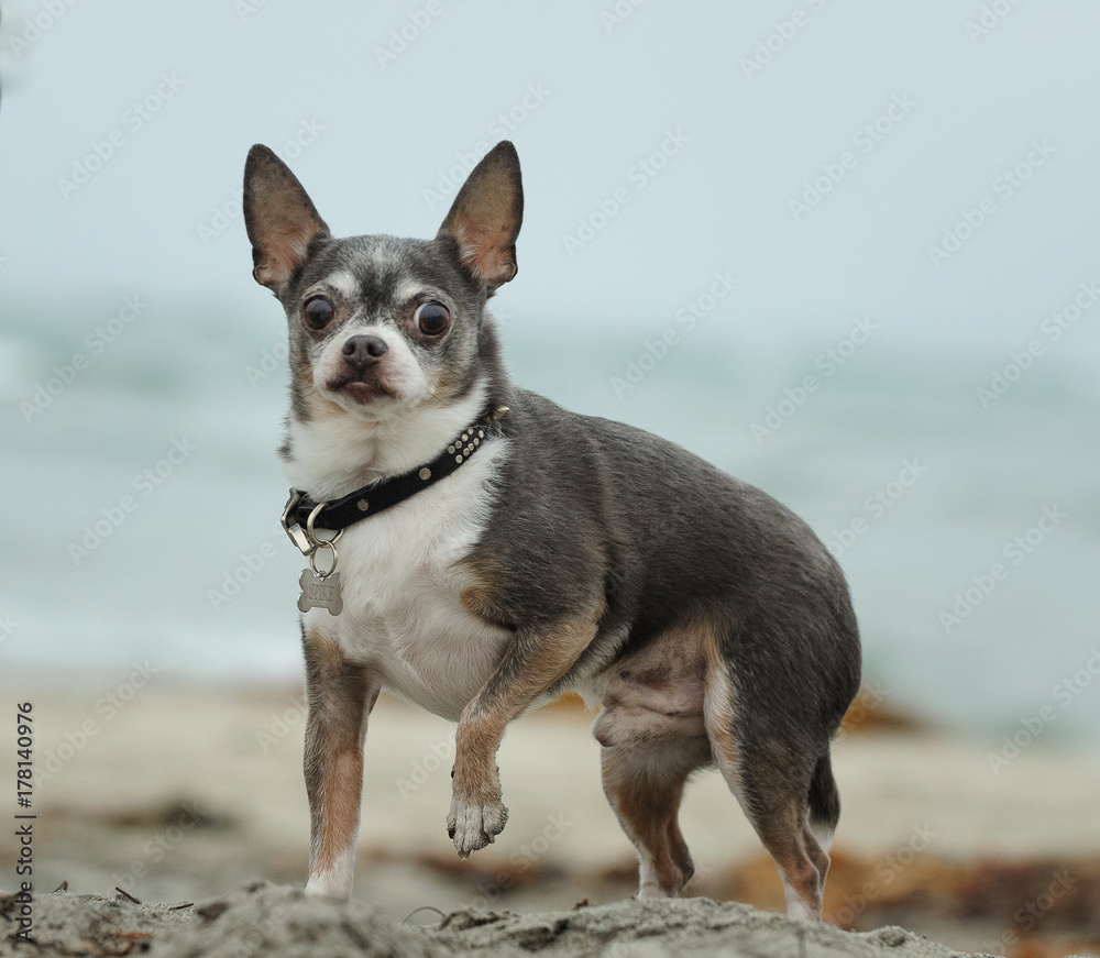 Senior Chihuahua dog outdoor portrait at ocean beach