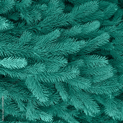 coniferous evergreen fir trees