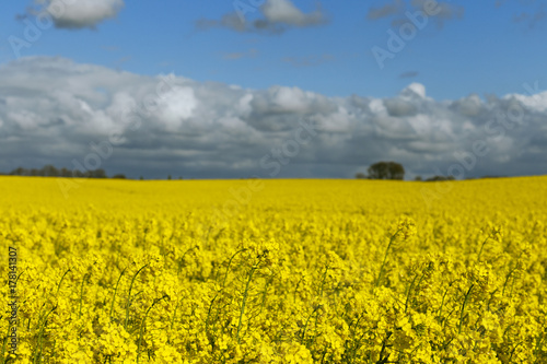 Beautiful yellow flowering rape field in Normandy, France. Count