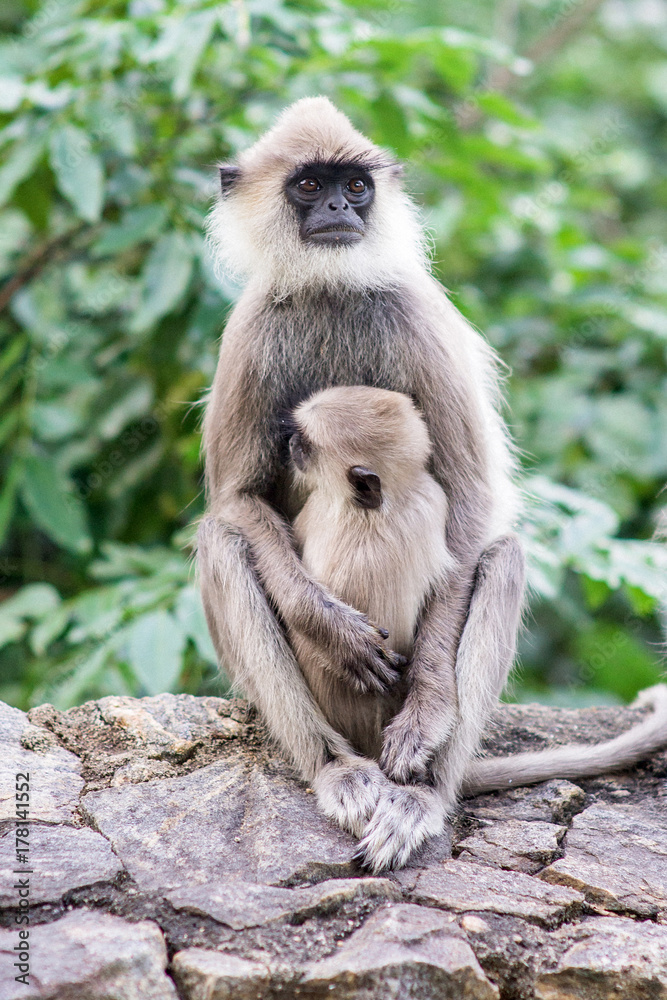 monkeys in Sri Lanka
