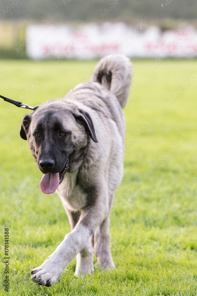 Anatolian Shepherd Dog