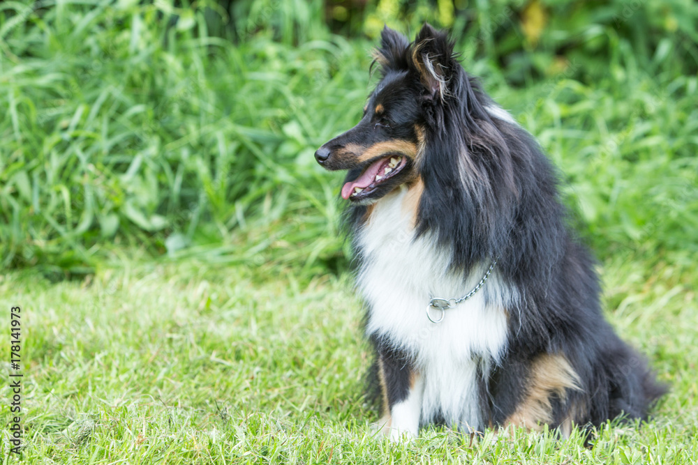 sheltie