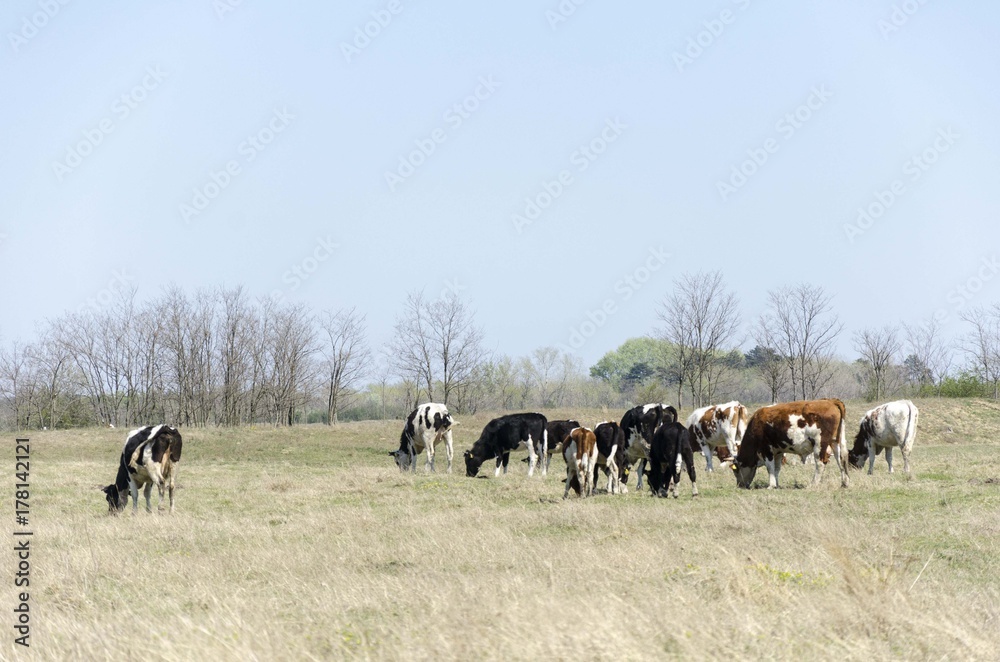 cow on pasture landscape cow on pasture landscape