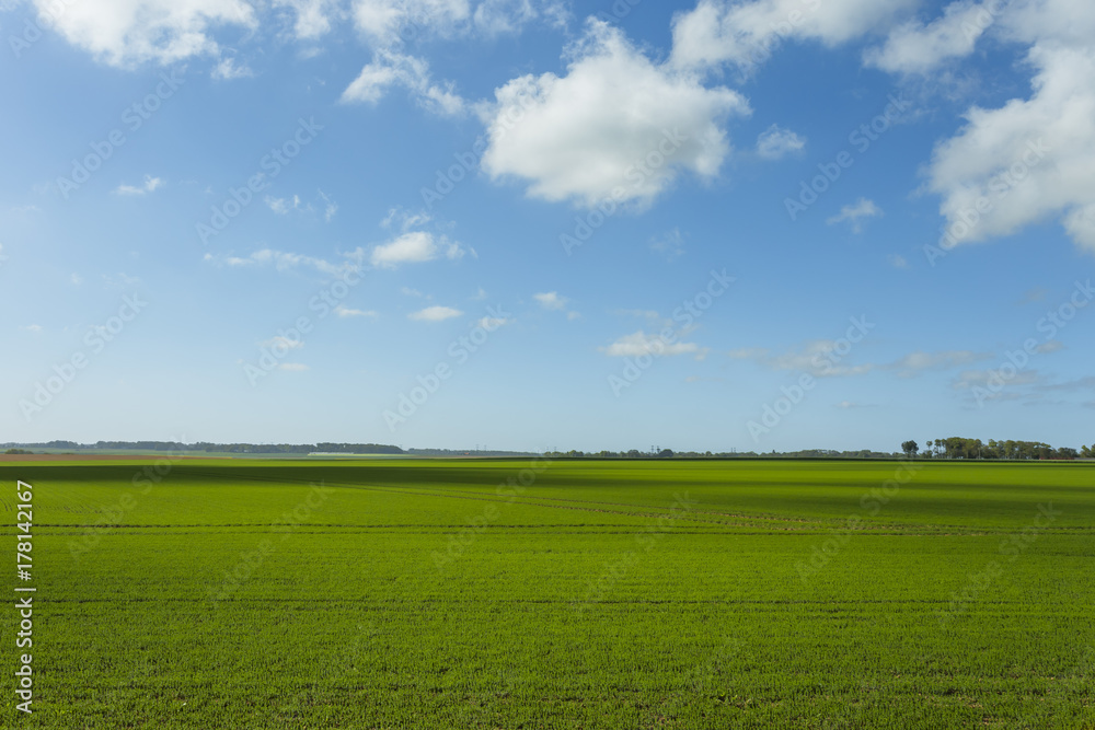 Green wheat field on a sunny day. Countryside landscape, agricul Green wheat field on a sunny day. Countryside landscape, agricul