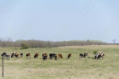 cow on pasture landscape © Djordje