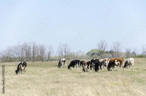 cow on pasture landscape