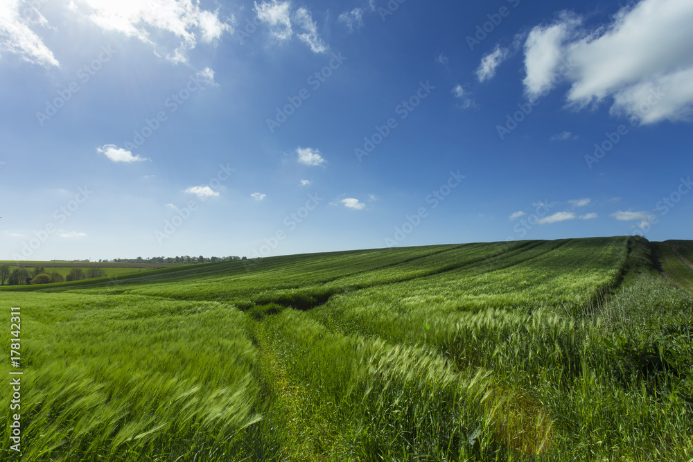 Green wheat field on a sunny day.  Countryside landscape, agricu