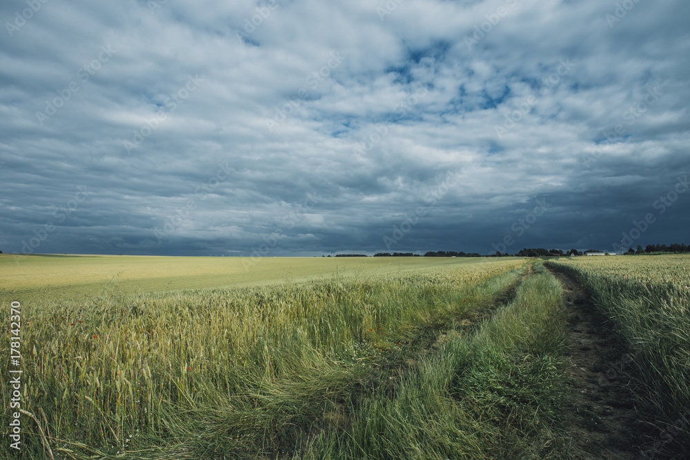 Green wheat fields on a cloudy day. Picturesque dramatic sky. Countryside landscape, agricultural fields, meadows and farmlands in summer. Environment friendly farming, industrial agriculture concept.