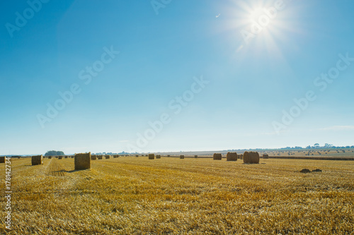 Yellow wheat field with straw bales after harvesting on a sunny 