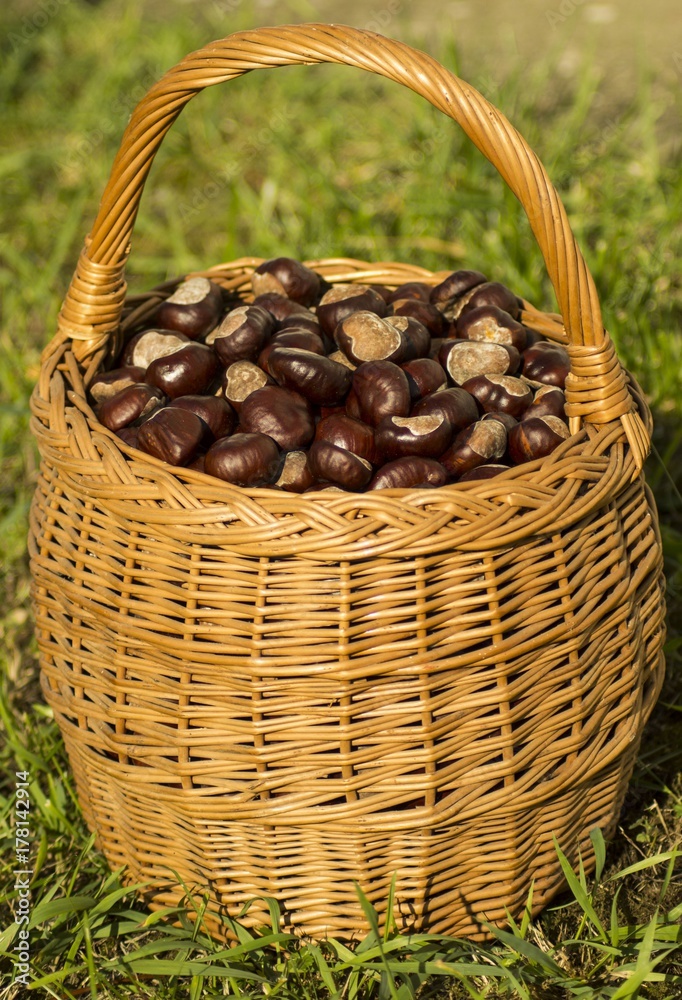 Chestnut Chestnut
