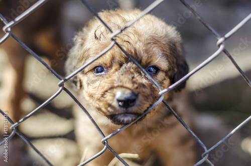 dog portrait